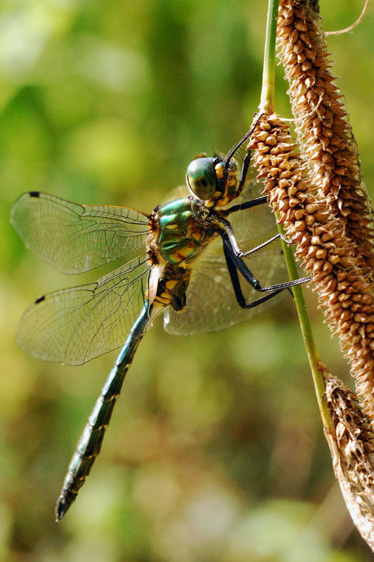 Anisottero da id - Somatochlora meridionalis